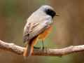 Горихвостка-чернушка фото (Phoenicurus ochruros) - изображение №2623 onbird.ru.<br>Источник: www.birdingisrael.com